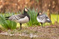 Branta leucopsis