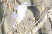 Egretta garzetta