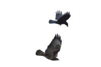 Corvus corone