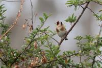 Carduelis carduelis