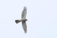 Accipiter nisus