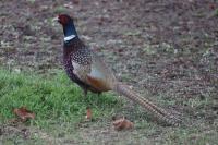 Phasianus colchicus