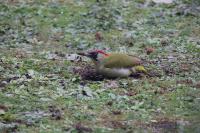 Picus viridis