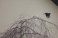 Turdus merula