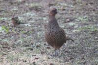Phasianus colchicus