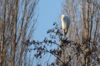 Ardea alba