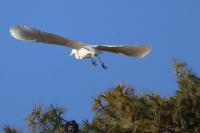Ardea alba