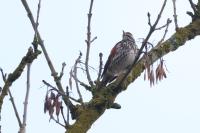 Turdus iliacus
