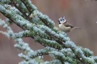Lophophanes cristatus