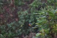 Alcedo atthis