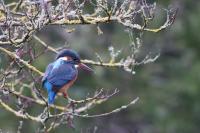 Alcedo atthis