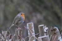 Erithacus rubecula