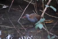 Rallus aquaticus