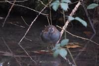 Rallus aquaticus