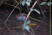 Rallus aquaticus