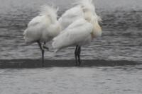 Platalea leucorodia