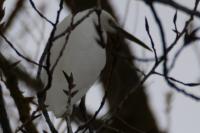 Egretta garzetta
