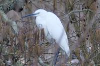 Egretta garzetta