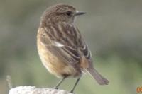 Saxicola rubicola