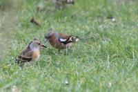Fringilla montifringilla