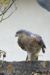Accipiter nisus