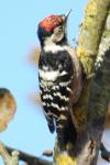 Dendrocopos minor