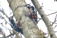 Dendrocopos major