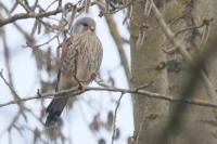 Falco tinnunculus