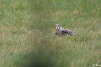 Falco tinnunculus