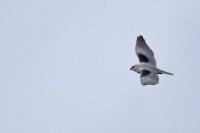 Elanus caeruleus