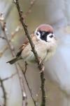 Passer montanus