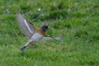 Fringilla montifringilla