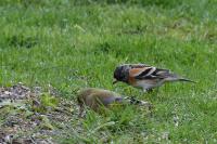 Fringilla montifringilla