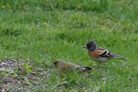 Fringilla montifringilla