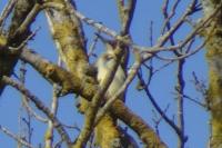 Picus viridis