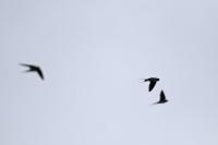 Hirundo rustica