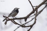 Motacilla alba