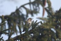Turdus viscivorus