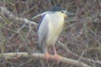 Nycticorax nycticorax