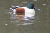 Spatula clypeata