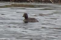 Tachybaptus ruficollis