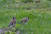 Carduelis carduelis