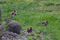 Carduelis carduelis