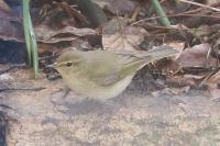 Phylloscopus collybita