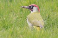 Picus viridis