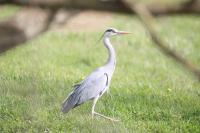 Ardea cinerea