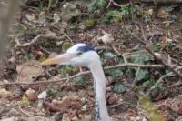 Ardea cinerea