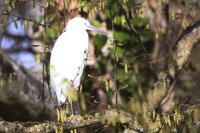 Egretta garzetta