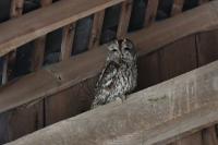 Strix aluco