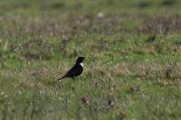 Turdus torquatus